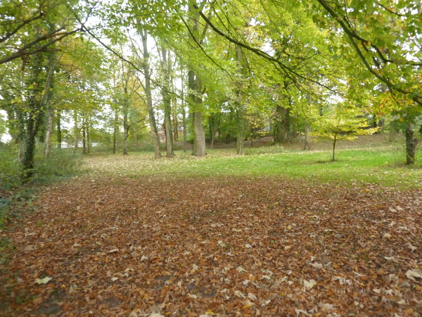 Steinmetzpark mit altem Buchenbestand